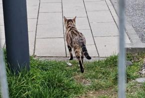 Fundmeldung Katze  Unbekannt Kelsterbach Deutschland