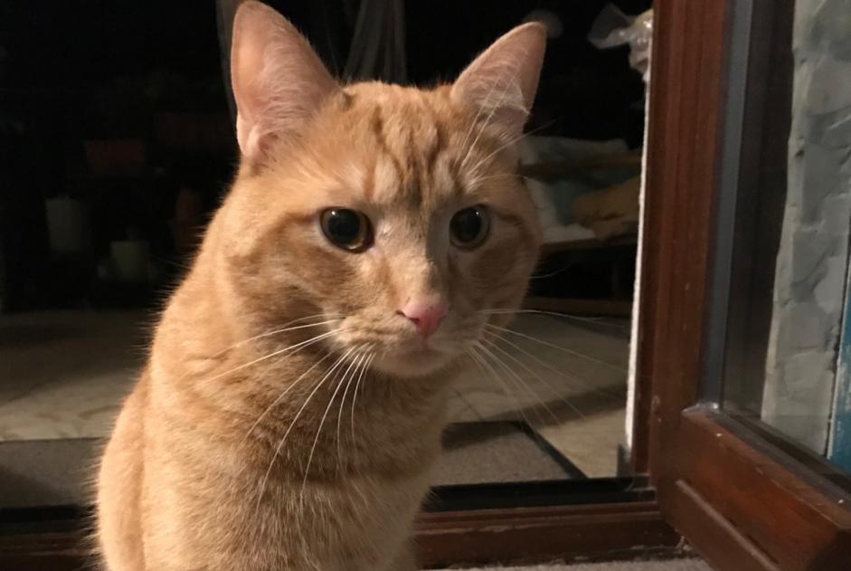 Fundmeldung Katze  Männliche , 2 Jahre Sandhausen Deutschland