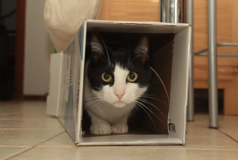 Vermisstmeldung Katze rassenmischung Männliche , 4 jahre Savasse Frankreich