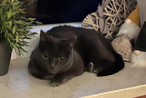 Vermisstmeldung Katze Weiblich , 6 jahre Inzell Deutschland