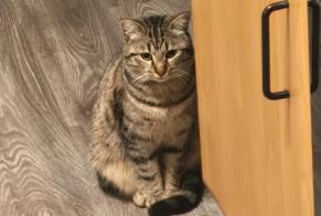 Vermisstmeldung Katze  Männliche , 2 jahre Saarbrücken Deutschland