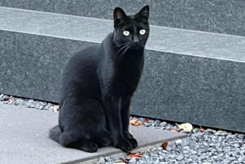 Katze Gefunden in Überherrn (Saarland, Deutschland)  - Fund Pet Alert Meldung Nr. 371636