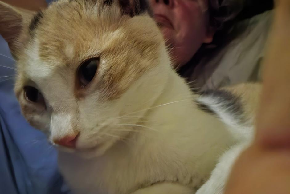 Katze Vermisst in Verden (Aller) (, Deutschland)  - Verlust Pet Alert Meldung Nr. 377153