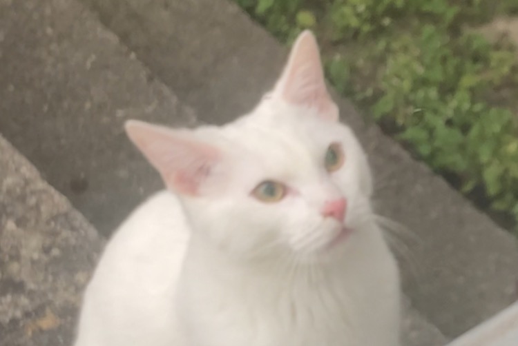 Discovery alert Cat Female Sindelfingen Germany