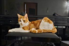 Disappearance alert Cat  Male , 1 years Saarburg Germany