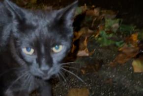 Alerta de Hallazgo Gato Desconocido , 3 años Hemsbach Alemania