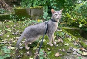 Alerta de Desaparición Gato  Macho , 3 años Idar-Oberstein Alemania