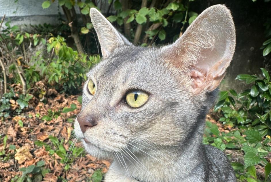 Alerta de Desaparición Gato  Macho , 3 años Idar-Oberstein Alemania