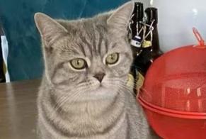 Alerta de Desaparición Gato  Hembra , 3 años Unterensingen Alemania