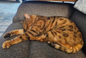 Alerta de Hallazgo Gato  Desconocido Landscheid Alemania