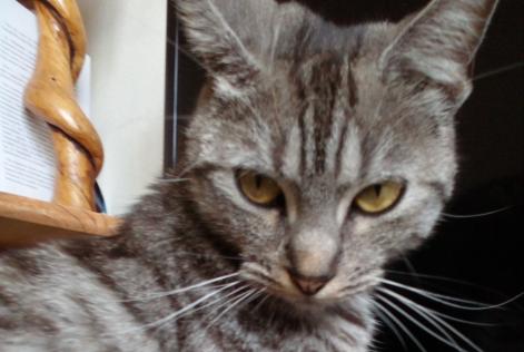 Details De L Alerte Decouverte Chat Trouve 34 Boulevard Jacques Cartier Rennes France 1337