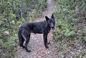 Alerte Disparition Chien croisement Femelle , 2 ans Köln Allemagne