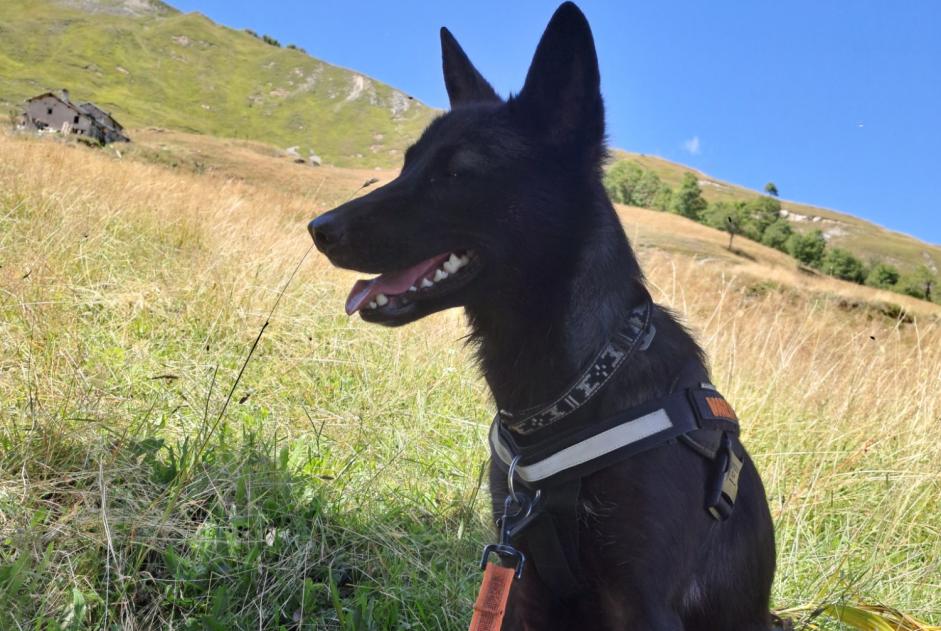 Alerte Disparition Chien croisement Femelle , 2 ans Köln Allemagne