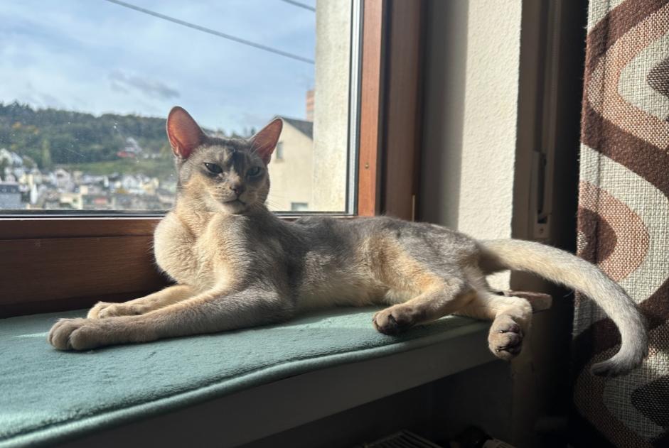 Alerte Disparition Chat  Mâle , 3 ans Idar-Oberstein Allemagne