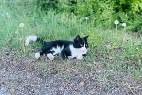 Alerte Découverte Chat  Inconnu Bremen Allemagne