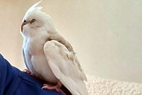 Alerte Découverte Oiseau Inconnu Völklingen Allemagne