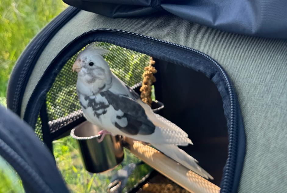 Oiseau Disparu à Berlin (Berlin, Allemagne) - alerte disparition Pet Alert n° 367488