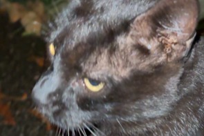 Avviso Ritrovamento Gatto Non conosciuta , 3 anni Hemsbach Germania