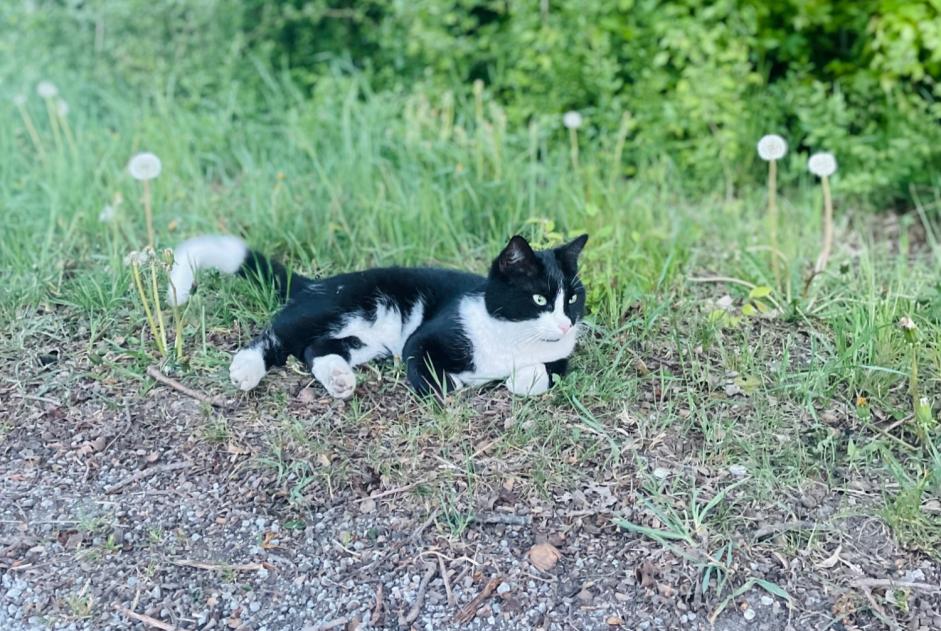 Ontdekkingsalarm Kat  Onbekend Bremen Duitsland