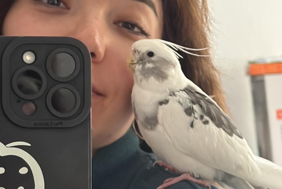 Vogel Vermist in Berlin (Berlin, Duitsland)  - Verdwijning Pet Alert melding nr. 367488